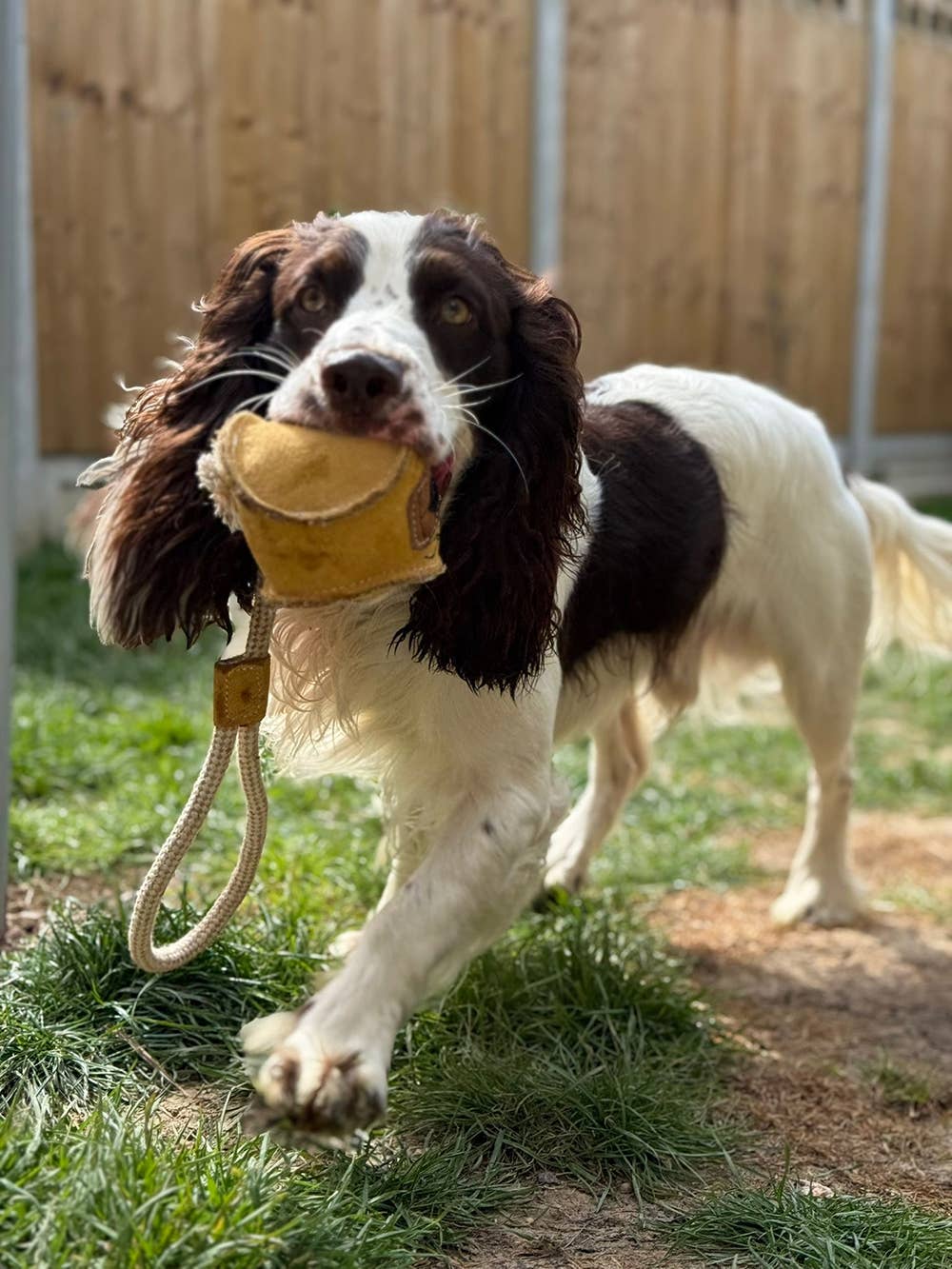 Eco Dog Toys By Miro & Makauri - Barret Bear