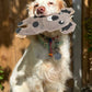 Eco Dog Toys By Miro & Makauri - Kelvin Koala