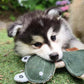 Eco Dog Toys By Miro & Makauri - Freddie the Frog
