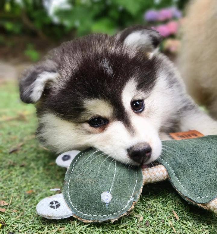 Eco Dog Toys By Miro & Makauri - Freddie the Frog