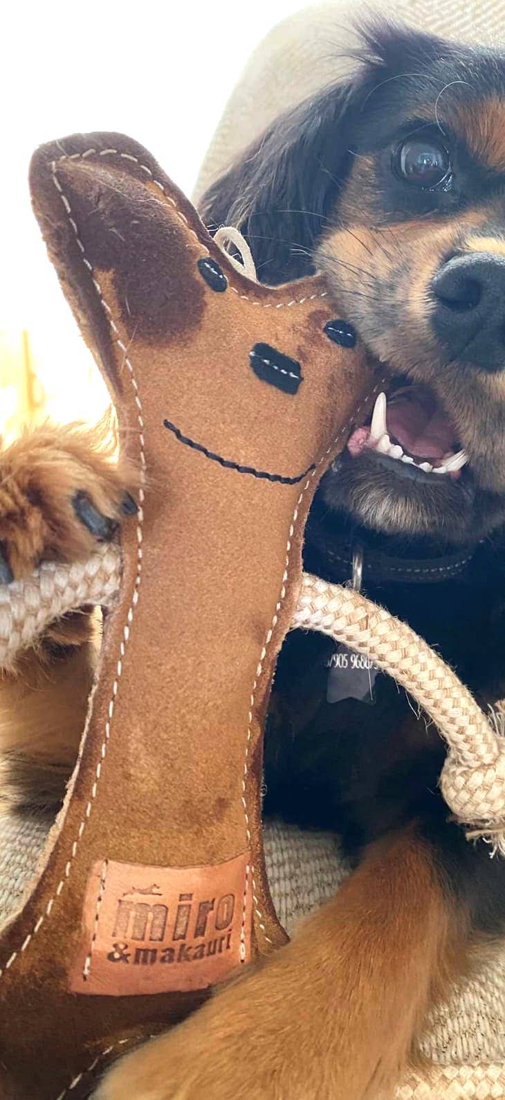 Eco Dog Toys By Miro & Makauri - Bernard Bone.