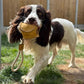 Eco Dog Toys By Miro & Makauri - Barret Bear