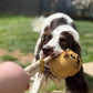 Eco Dog Toys By Miro & Makauri - Barret Bear