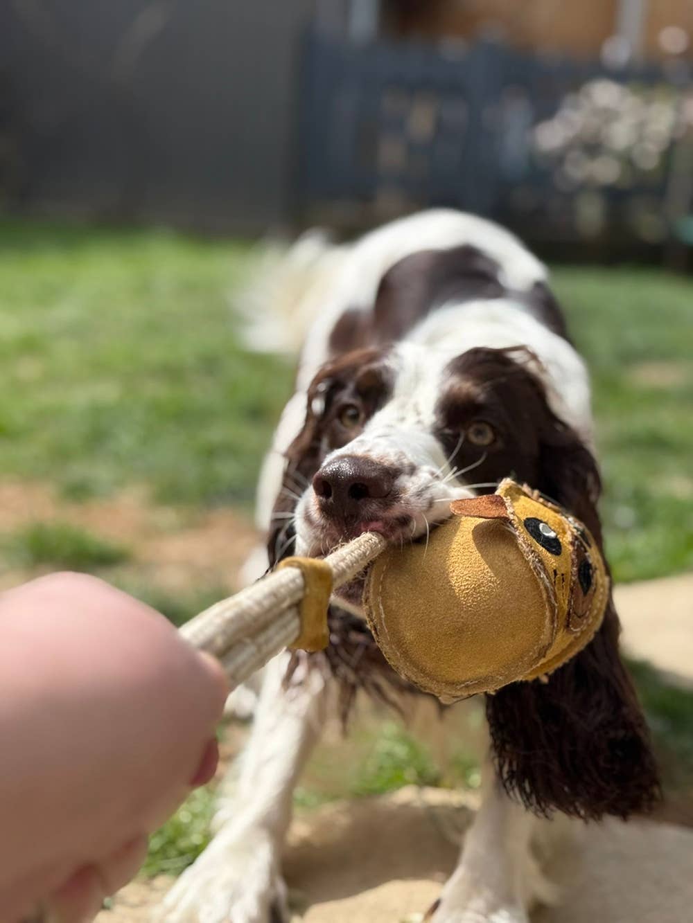 Eco Dog Toys By Miro & Makauri - Barret Bear