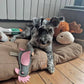 Eco Dog Toys By Miro & Makauri - Perry Parrot