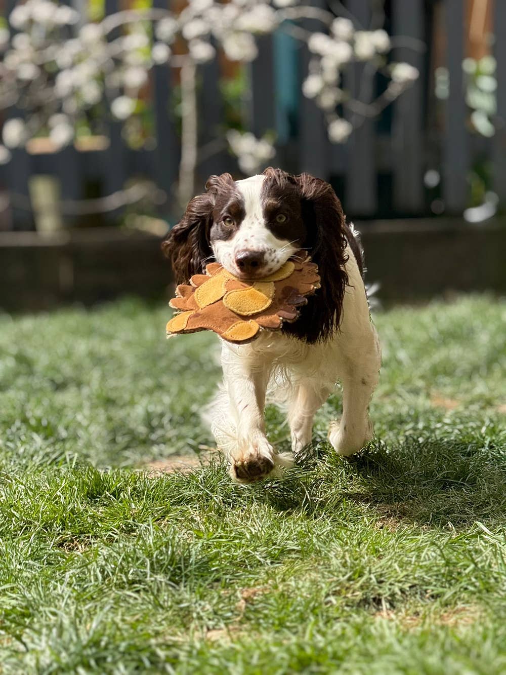 Eco Dog Toys By Miro & Makauri - Horace Hedgehog